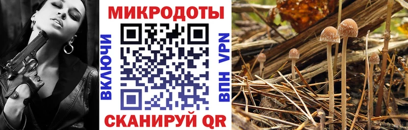 Псилоцибиновые грибы Psilocybine cubensis  Лобня 